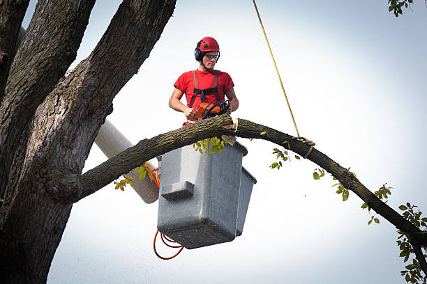 Best Tree Removal Contractors  in USA